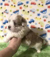 Finn, a male Morkie for sale in Laurel, MS – 4 of 8