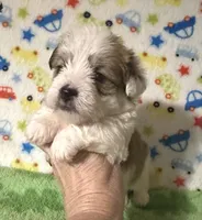 Finn, a male Morkie for sale in Laurel, MS – 1 of 8
