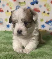 Finn, a male Morkie for sale in Laurel, MS – 2 of 8