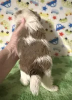 Finn, a male Morkie for sale in Laurel, MS – 8 of 8
