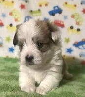 Finn, a male Morkie for sale in Laurel, MS – 3 of 8