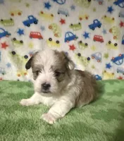 Finn, a male Morkie for sale in Laurel, MS – 6 of 8