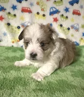 Finn, a male Morkie for sale in Laurel, MS – 5 of 8