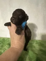 Theo, a male Poodle - Toy  for sale in Laurel, MS – 6 of 7