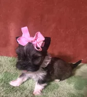 Tippy , a female Yorkshire Terrier for sale in Laurel, MS – 4 of 9