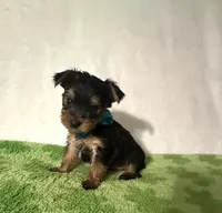 Scout, a male Yorkshire Terrier for sale in Laurel, MS – 8 of 9