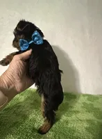Scout, a male Yorkshire Terrier for sale in Laurel, MS – 6 of 9