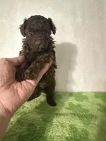 Tiny, a male Poodle - Toy  for sale in Laurel, MS – 6 of 7