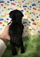 Smoky , a male Miniature Schnauzer for sale in Laurel, MS – Photo 4 of 6