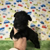 Smoky , a male Miniature Schnauzer for sale in Laurel, MS – Photo 6 of 6