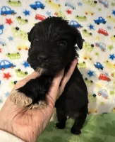 Smoky , a male Miniature Schnauzer for sale in Laurel, MS – Photo 1 of 6