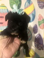 Pepper , a female Miniature Schnauzer for sale in Laurel, MS – Photo 5 of 8