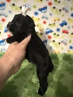 Pepper , a female Miniature Schnauzer for sale in Laurel, MS – Photo 7 of 7