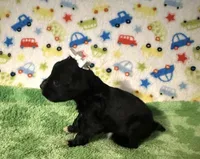 Pepper , a female Miniature Schnauzer for sale in Laurel, MS – Photo 3 of 7