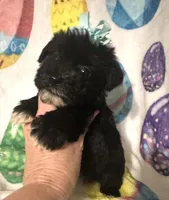 Pepper , a female Miniature Schnauzer for sale in Laurel, MS – Photo 4 of 8