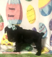 Pepper , a female Miniature Schnauzer for sale in Laurel, MS – Photo 3 of 8