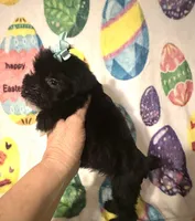 Pepper , a female Miniature Schnauzer for sale in Laurel, MS – Photo 8 of 8