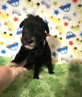Pepper , a female Miniature Schnauzer for sale in Laurel, MS – Photo 5 of 7