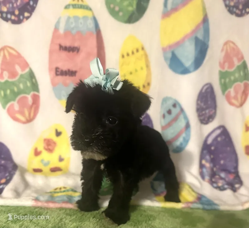 Pepper  – Miniature Schnauzer puppy for sale in Laurel, MS