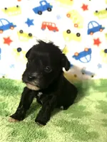 Pepper , a female Miniature Schnauzer for sale in Laurel, MS – Photo 2 of 7