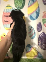 Pepper , a female Miniature Schnauzer for sale in Laurel, MS – Photo 7 of 8