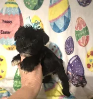 Pepper , a female Miniature Schnauzer for sale in Laurel, MS – Photo 6 of 8