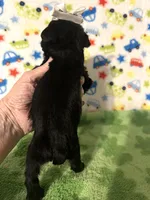 Pepper , a female Miniature Schnauzer for sale in Laurel, MS – Photo 6 of 7