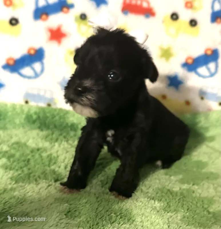 Pepper  – Miniature Schnauzer puppy for sale in Laurel, MS