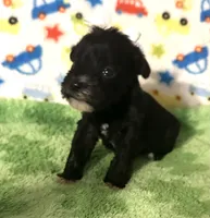 Pepper , a female Miniature Schnauzer for sale in Laurel, MS – Photo 1 of 7