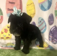 Pepper , a female Miniature Schnauzer for sale in Laurel, MS – Photo 2 of 8