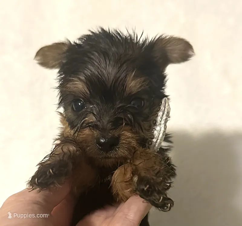 Sammy – Yorkshire Terrier puppy for sale in Laurel, MS