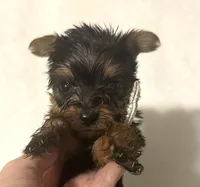 Sammy, a male Yorkshire Terrier for sale in Laurel, MS – 1 of 10