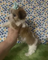 Dolly , a female Maltese and Morkie for sale in Laurel, MS – 9 of 10