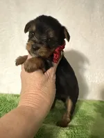 Sawyer, a male Yorkshire Terrier for sale in Laurel, MS – 8 of 10