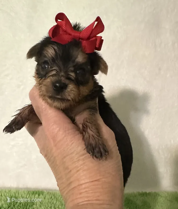 Sadie  – Yorkshire Terrier puppy for sale in Laurel, MS