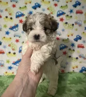 Frankie , a male Morkie for sale in Laurel, MS – 7 of 8