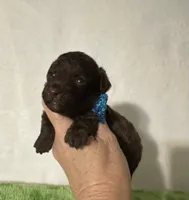 Theo, a male Poodle - Toy  for sale in Laurel, MS – 4 of 7