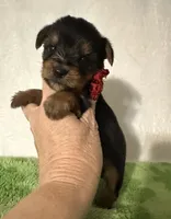 Sawyer, a male Yorkshire Terrier for sale in Laurel, MS – 3 of 10