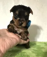 Scout, a male Yorkshire Terrier for sale in Laurel, MS – 9 of 10
