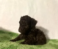 Tiny, a male Poodle - Toy  for sale in Laurel, MS – 5 of 7