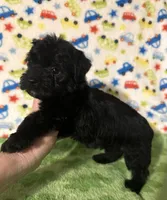 Milo , a female Morkie for sale in Laurel, MS – 4 of 7