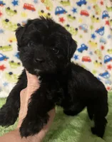 Milo , a female Morkie for sale in Laurel, MS – 5 of 7