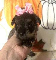 Paisley , a female Miniature Schnauzer for sale in Laurel, MS – 6 of 8