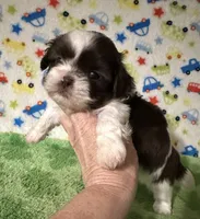 Duce, a male Shih Tzu for sale in Laurel, MS – Photo 2 of 4