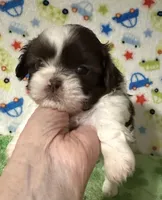 Duce, a male Shih Tzu for sale in Laurel, MS – Photo 1 of 4