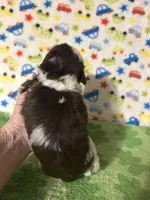 Duce, a male Shih Tzu for sale in Laurel, MS – Photo 4 of 4