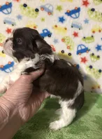 Duce, a male Shih Tzu for sale in Laurel, MS – Photo 3 of 4