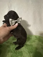 Tiny, a male Poodle - Toy  for sale in Laurel, MS – 2 of 4