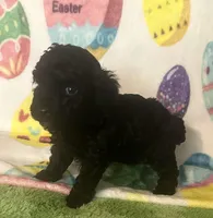 Coal , a male Poodle - Toy  for sale in Laurel, MS – Photo 3 of 7