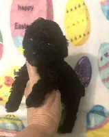 Coal , a male Poodle - Toy  for sale in Laurel, MS – Photo 6 of 7